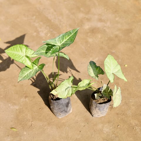 Set of 2 - Syngonium (Green & White) in 4 Inch Nursery bag