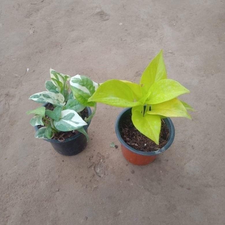 Set Of 2 - Marble & Golden Money Plant in 4 Inch Nursery Pot
