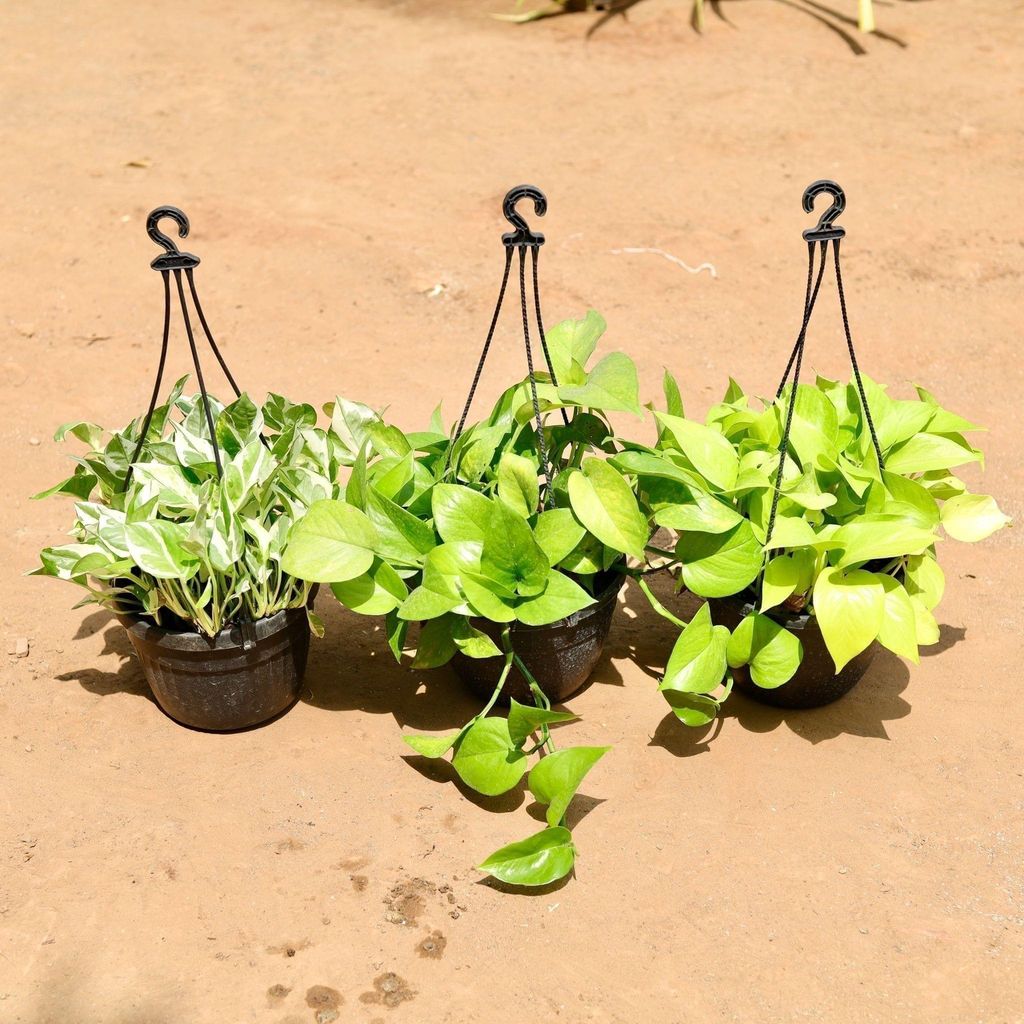 Money Special - Set Of 3 - Money Plant (Golden, Marble & Green) in 7 Inch Hanging Basket