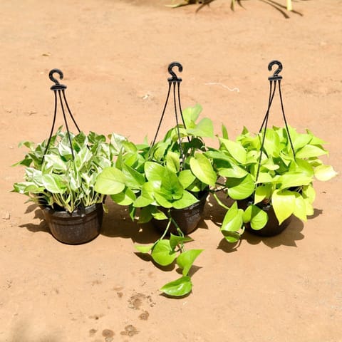 Money Special - Set Of 3 - Money Plant (Golden, Marble & Green) in 7 Inch Hanging Basket
