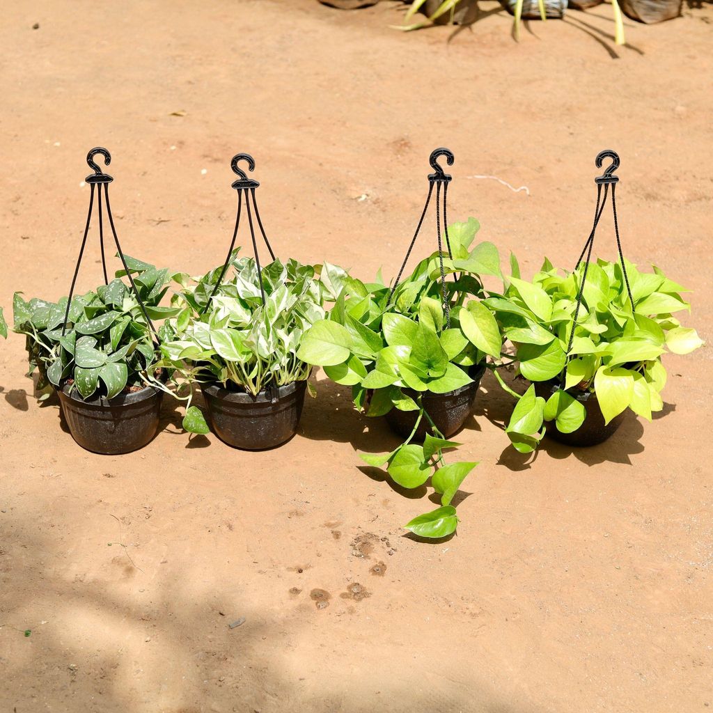 Buy Set Of 4 - Silver Pothos & Money Plant (Golden, Marble & Green) In 7 Inch Hanging Basket Online | Urvann.com Set Of 4 - Silver Pothos & Money Plant (Golden, Marble & Green) in 7 Inch Hanging Basket
