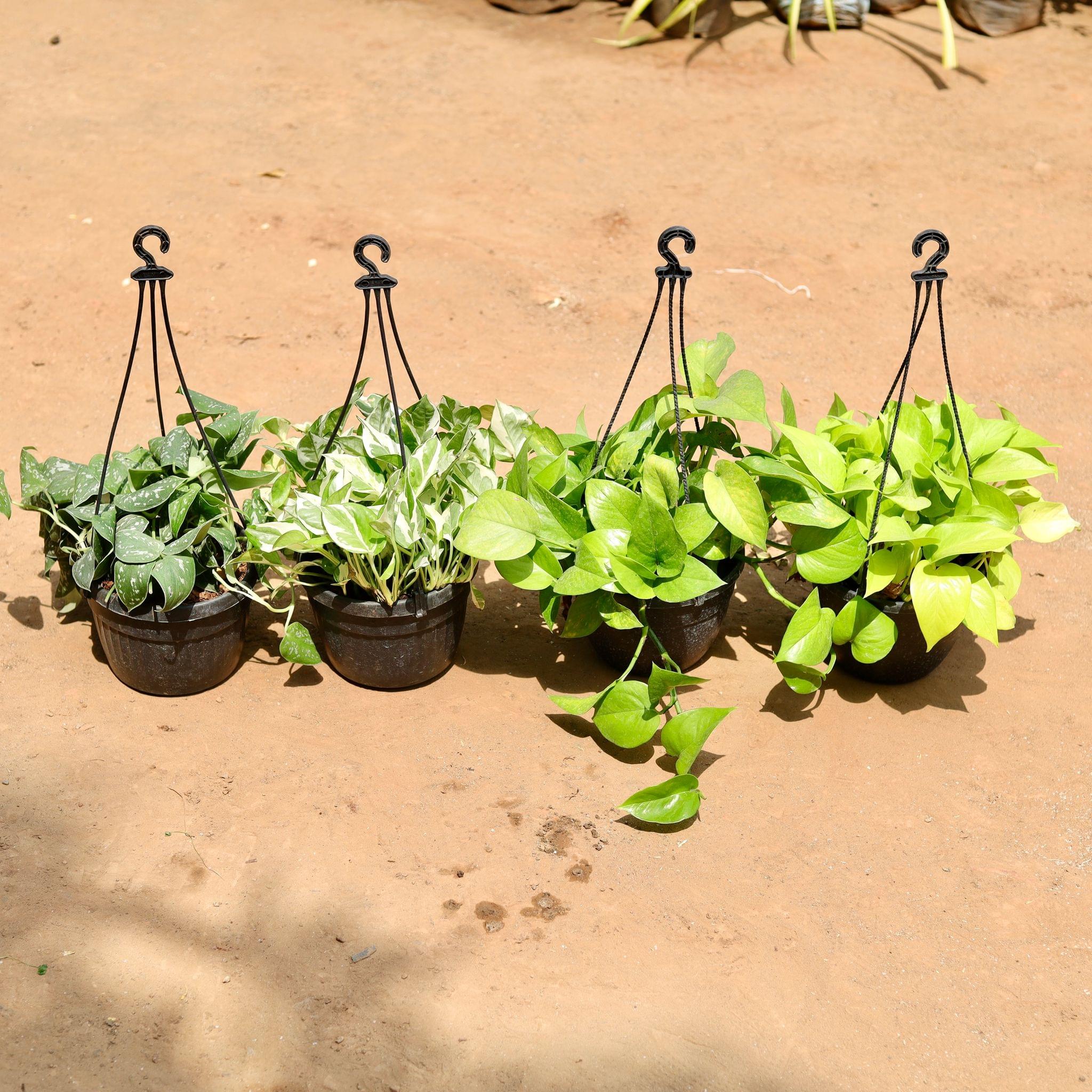Set Of 4 - Silver Pothos & Money Plant (Golden, Marble & Green) in 7 Inch Hanging Basket
