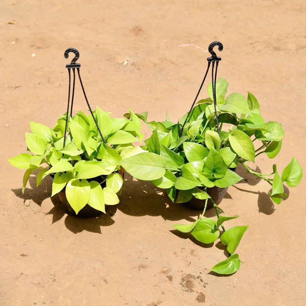 Buy Set Of 2 - Money Plant (Golden & Green) In 7 Inch Hanging Basket Online | Urvann.com Set Of 2 - Money Plant (Golden & Green) in 7 Inch Hanging Basket