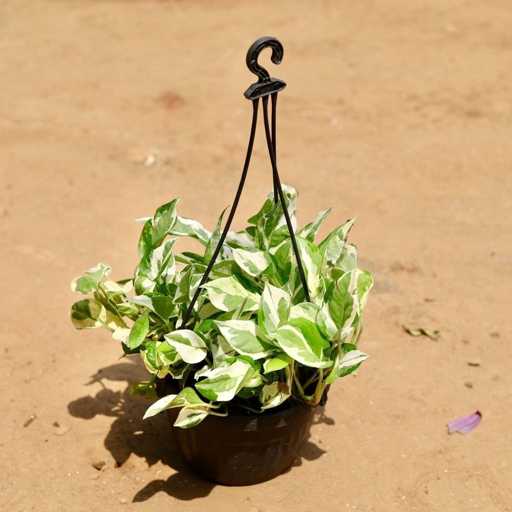 Money Plant Marble in 7 Inch Hanging Basket