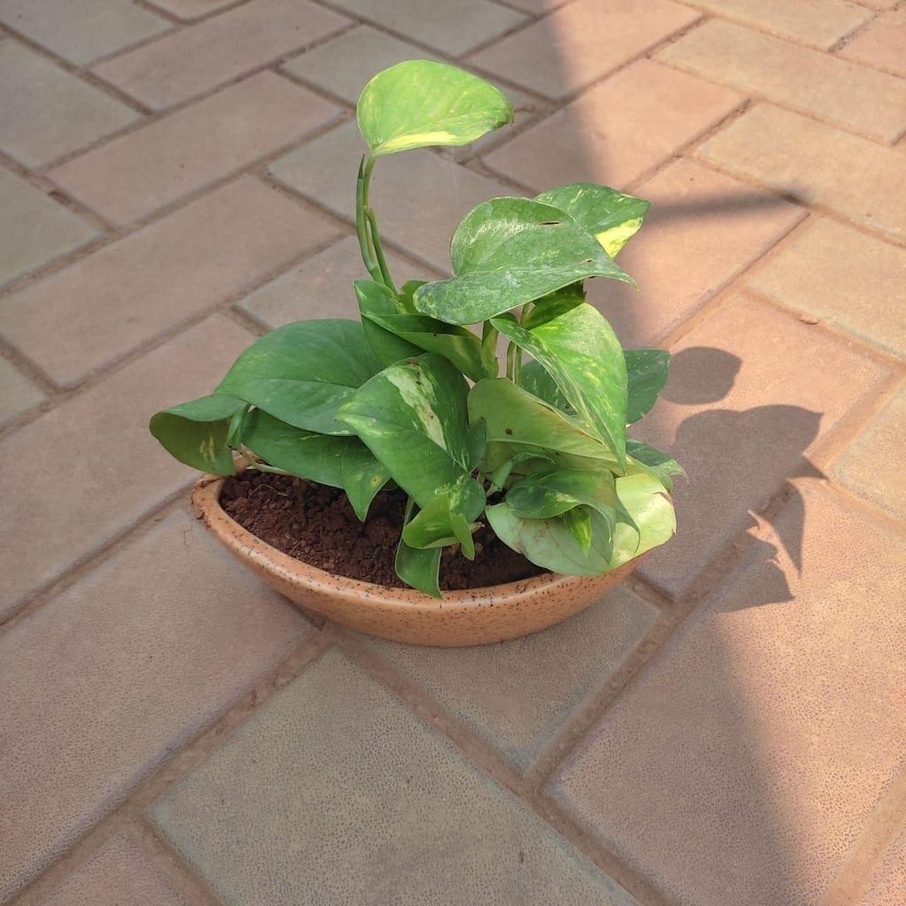 Buy Money Plant Green in 4 Inch Boat Designer Ceramic Pot (any colour) Online | Urvann.com Money Plant Green in 4 Inch Boat Designer Ceramic Pot (any colour)
