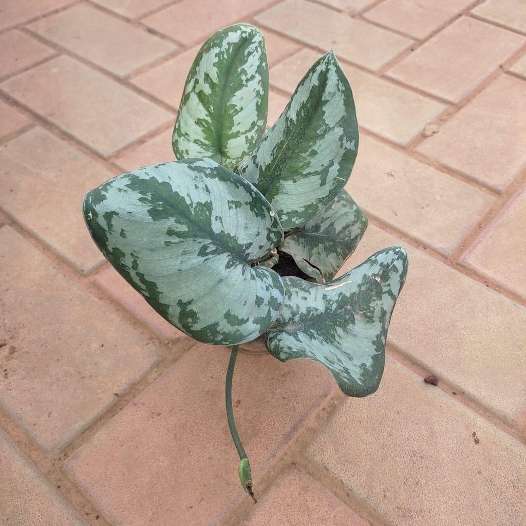 Buy Money Plant Santo in 5 Inch Plastic Pot Online | Urvann.com Money Plant Santo in 5 Inch Nursery Pot