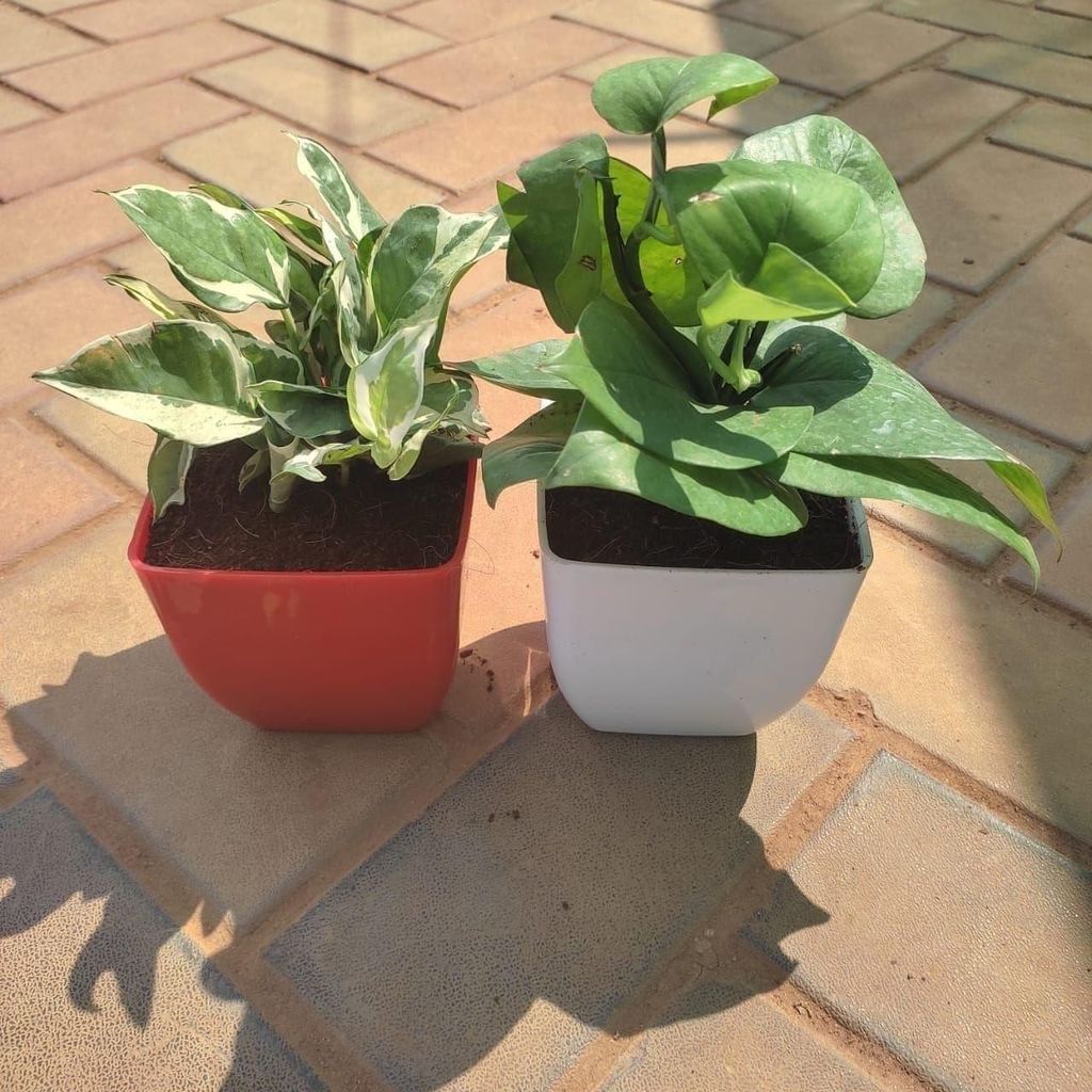 Buy Set of 2 - Money Plant (Green & N' joy) in 5 Inch Classy Square Plastic Pot (any colour) Online | Urvann.com Set of 2 - Money Plant (Green & N' joy) in 5 Inch Classy Square Plastic Pot (any colour)