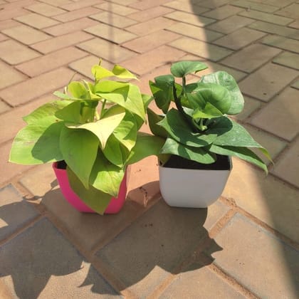 Buy Set of 2 - Money Plant (Green & Golden) in 5 Inch Classy Square Plastic Pot (any colour) Online | Urvann.com