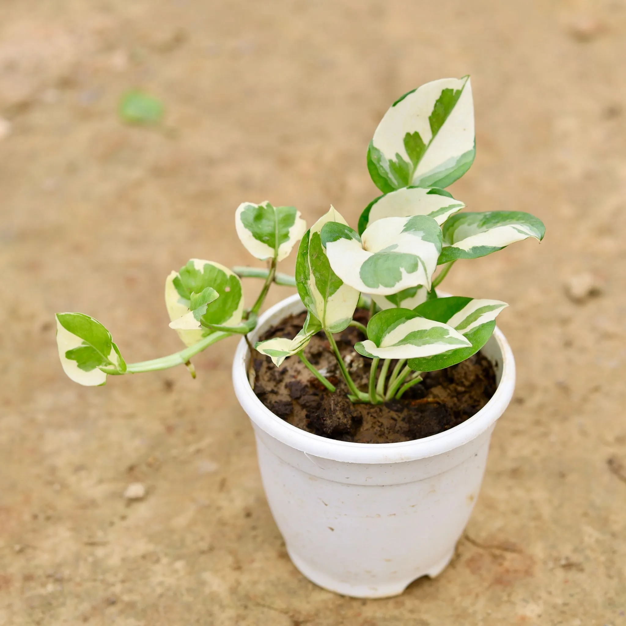 Money Plant N'joy in 4 Inch Nursery Pot (any colour)