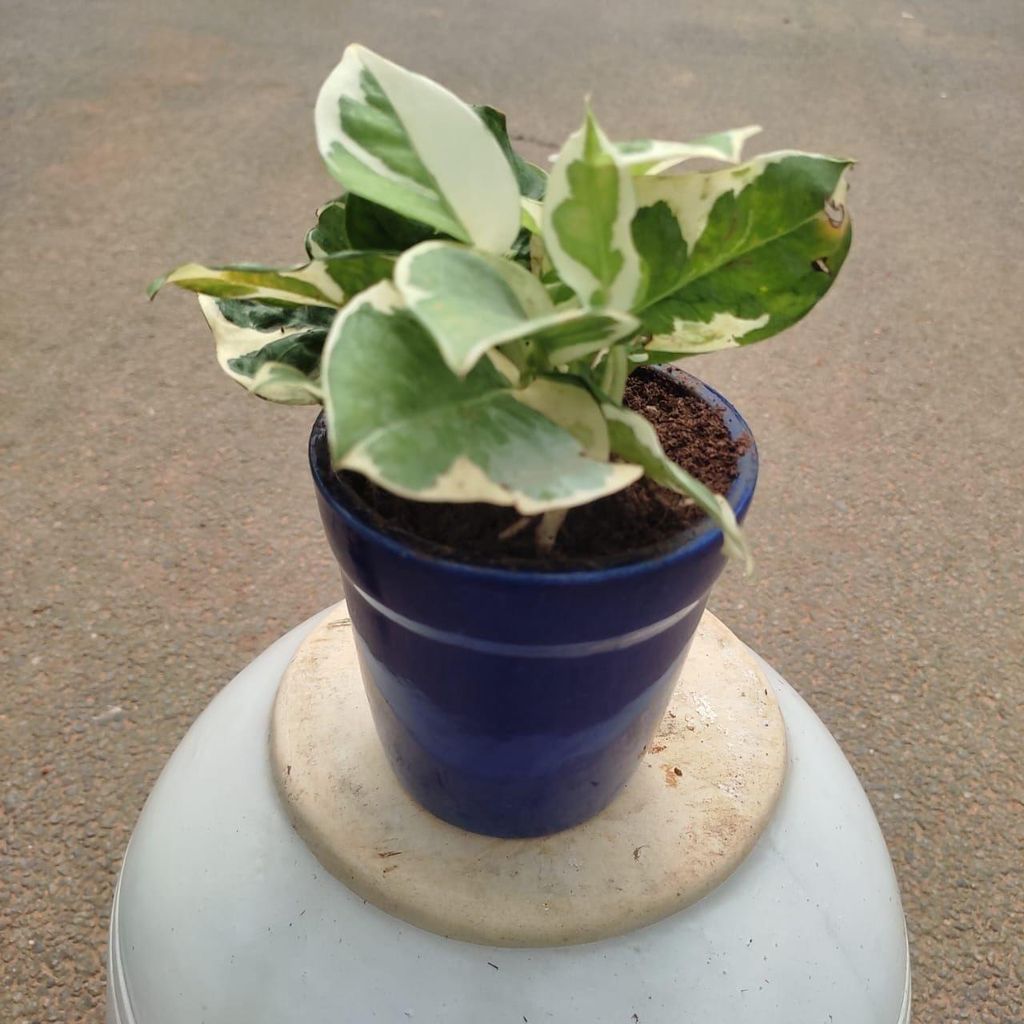 Buy Money Plant N'joy in 4 Inch Classy Glass Ceramic Pot (any colour) Online | Urvann.com Money Plant N'joy in 4 Inch Classy Glass Ceramic Pot (any colour)