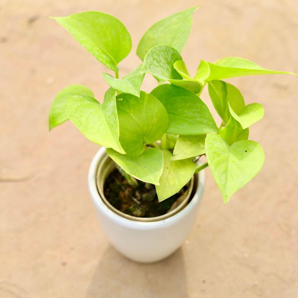 Buy Money Plant Green in 3 Inch Classy White Cup Ceramic Pot Online | Urvann.com Money Plant Green in 3 Inch Classy White Cup Ceramic Pot