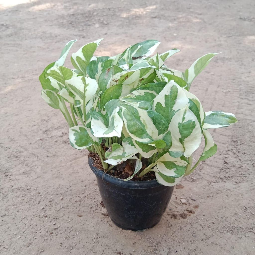 Buy Marble Money Plant in 5 Inch Plastic Pot Online | Urvann.com Marble Money Plant in 5 Inch Nursery Pot