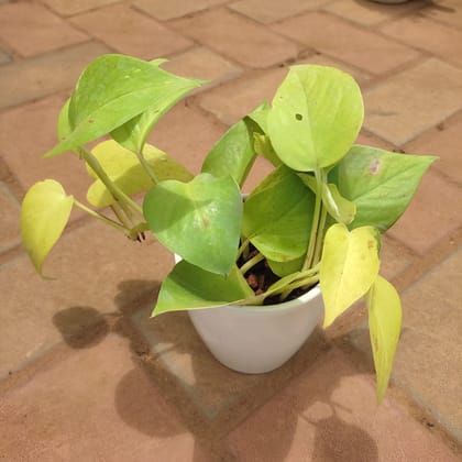 Buy Money Plant Golden in 3 Inch Classy Cup Ceramic Pot (any colour) Online | Urvann.com