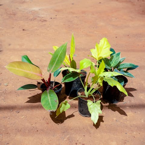 Set of 4 - Xanadu Golden, Philodendron Birkin, Philodendron Crocodile & Philodendron Erubescens in 5 Inch Nursery Pot