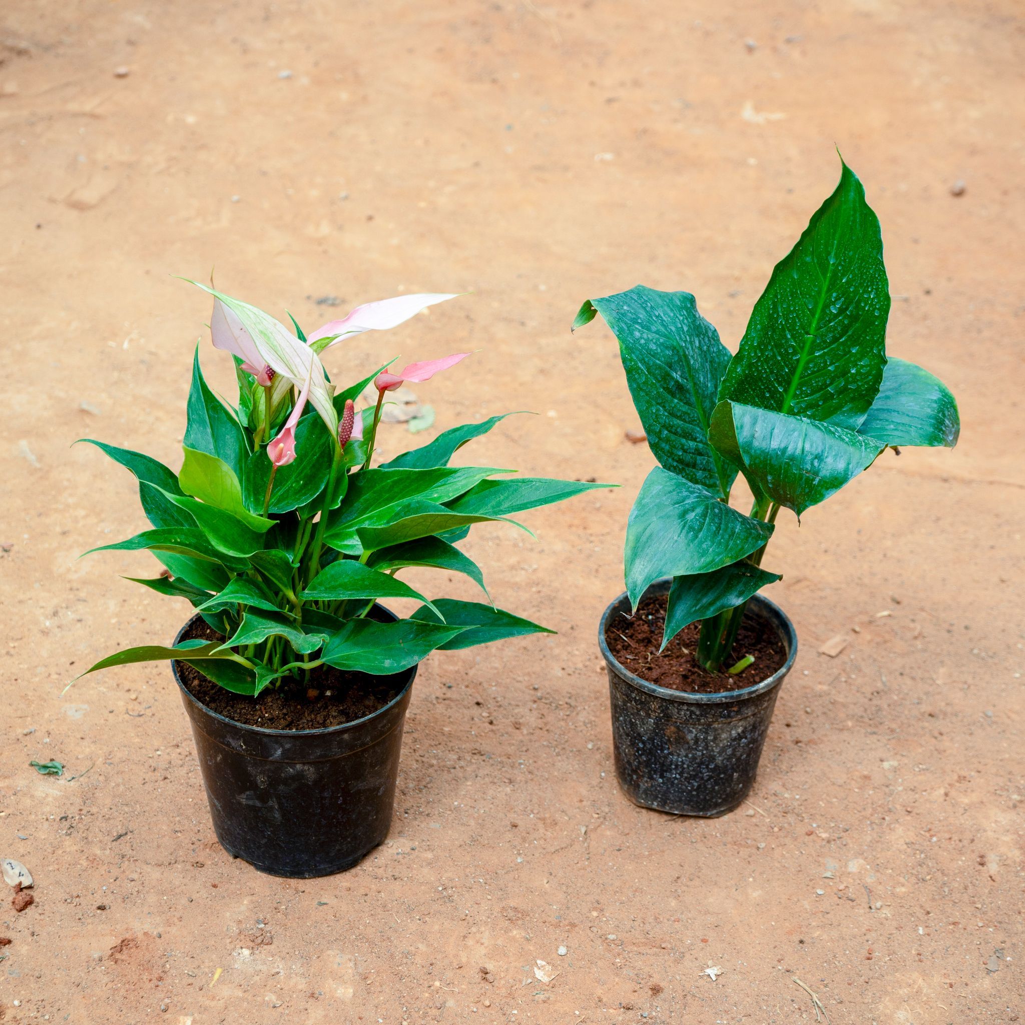 Set of 2 - Peace Lily Anhurium in 5 Inch Nursery Pot
