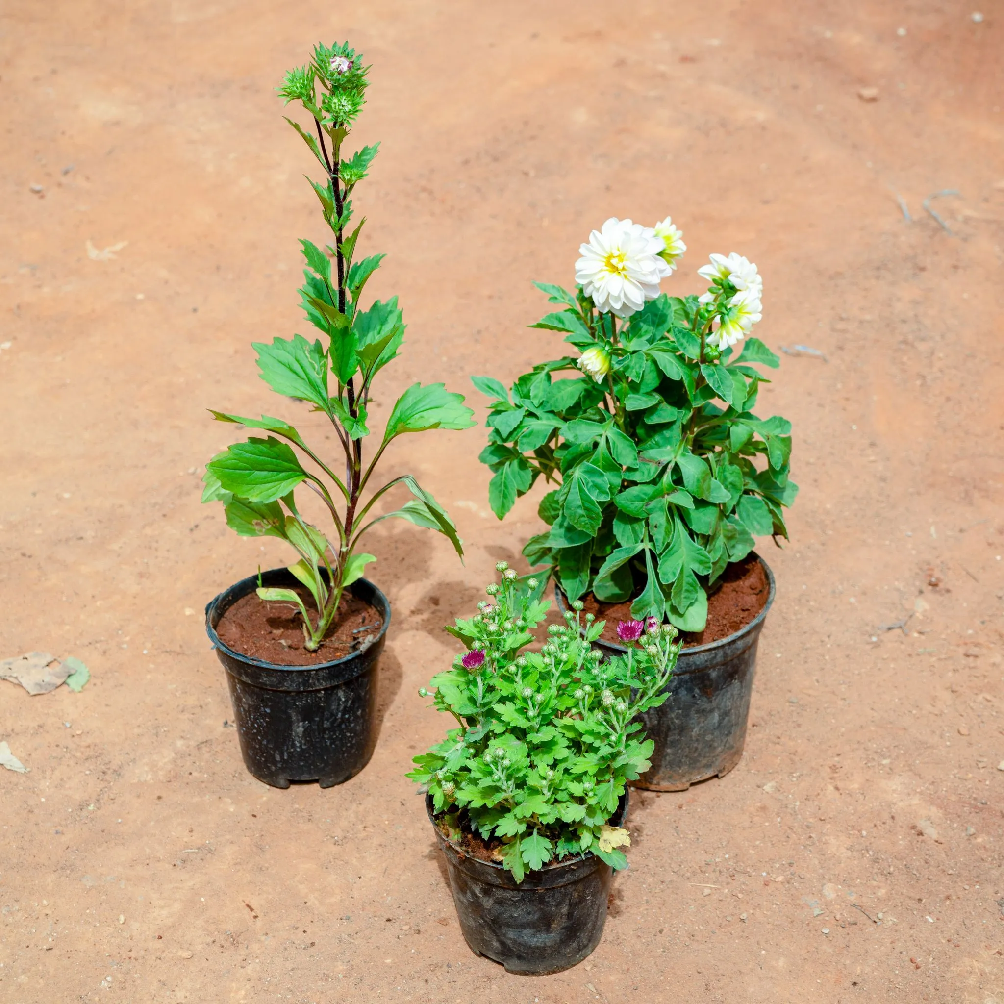 Set of 3 - Aster, Dahlia & Chrysanthemum in 5 Inch Nursery Pot