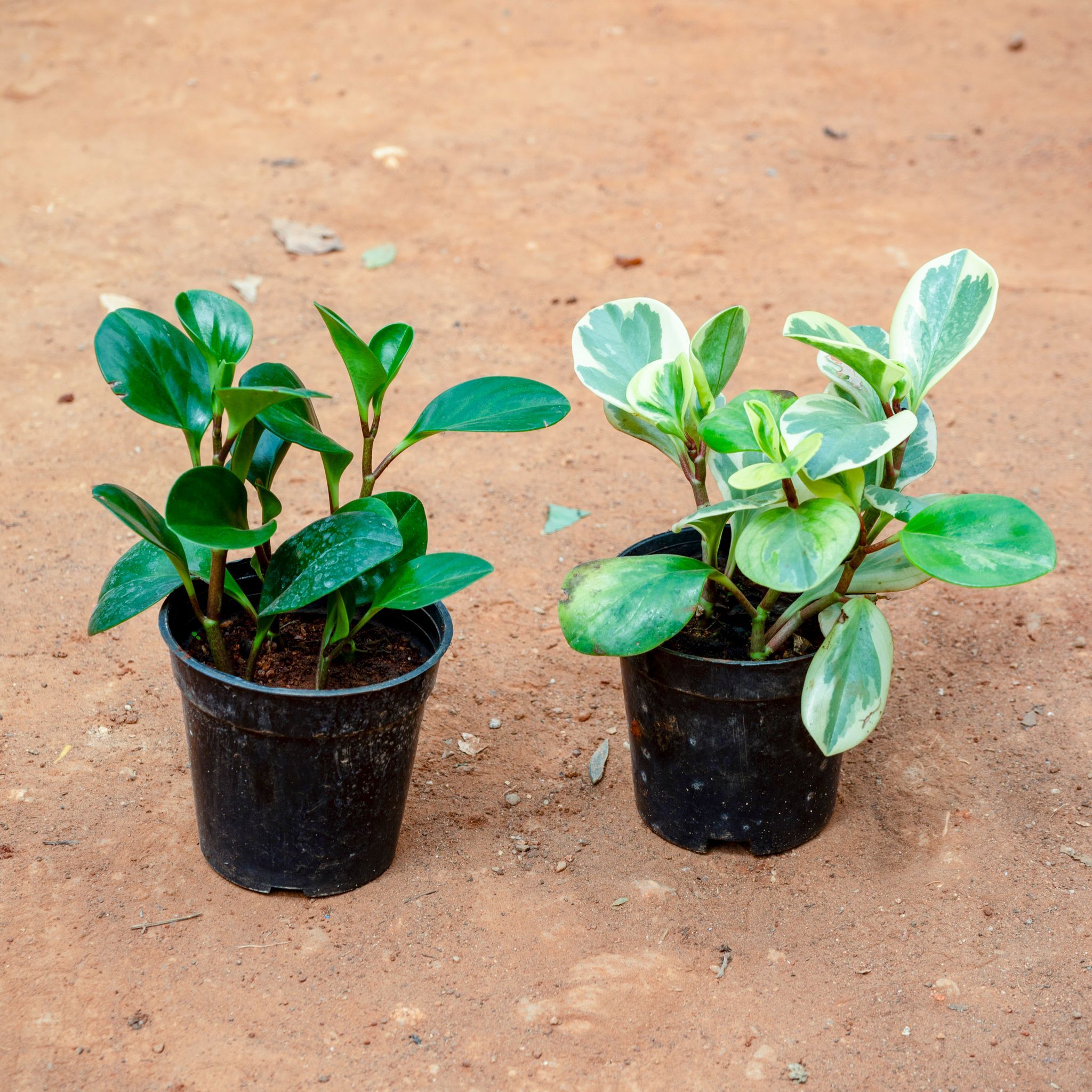 Set of 2 - Peperomia / Radiator Plant in 4 Inch Nursery Pot