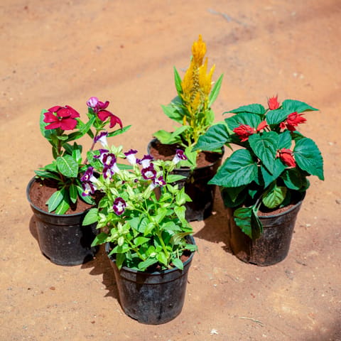 Set of 4 - Pentunia, Celosia / Cockscomb, Salvia Red & Periwinkle / Sadabahar in 5 Inch Nursery Pot