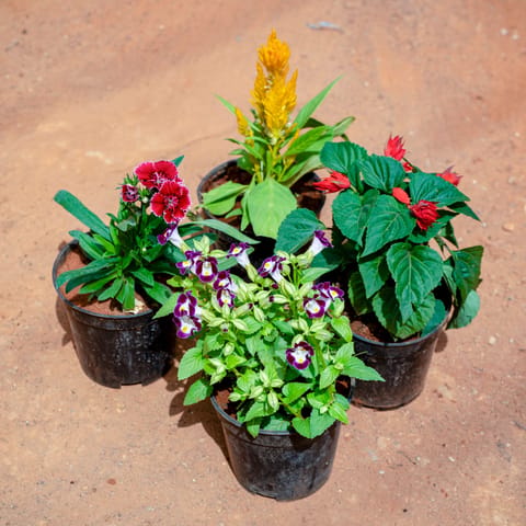 Set of 4 - Pentunia, Celosia / Cockscomb, Salvia Red & Dianthus (Any Colour) in 5 Inch Nursery Pot