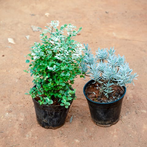 Set of 2 - Aralia Snow Bush & Lavender in 5 Inch Live Plant Nursery Pot