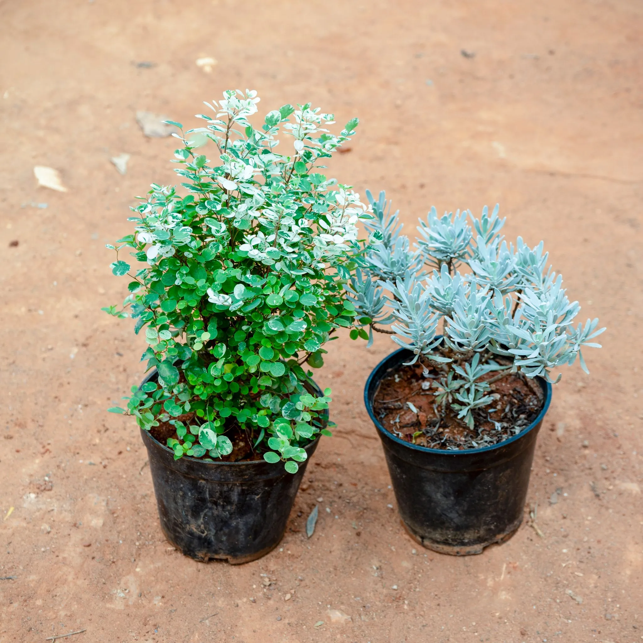 Set of 2 - Aralia Snow Bush & Lavender in 5 Inch Nursery Pot