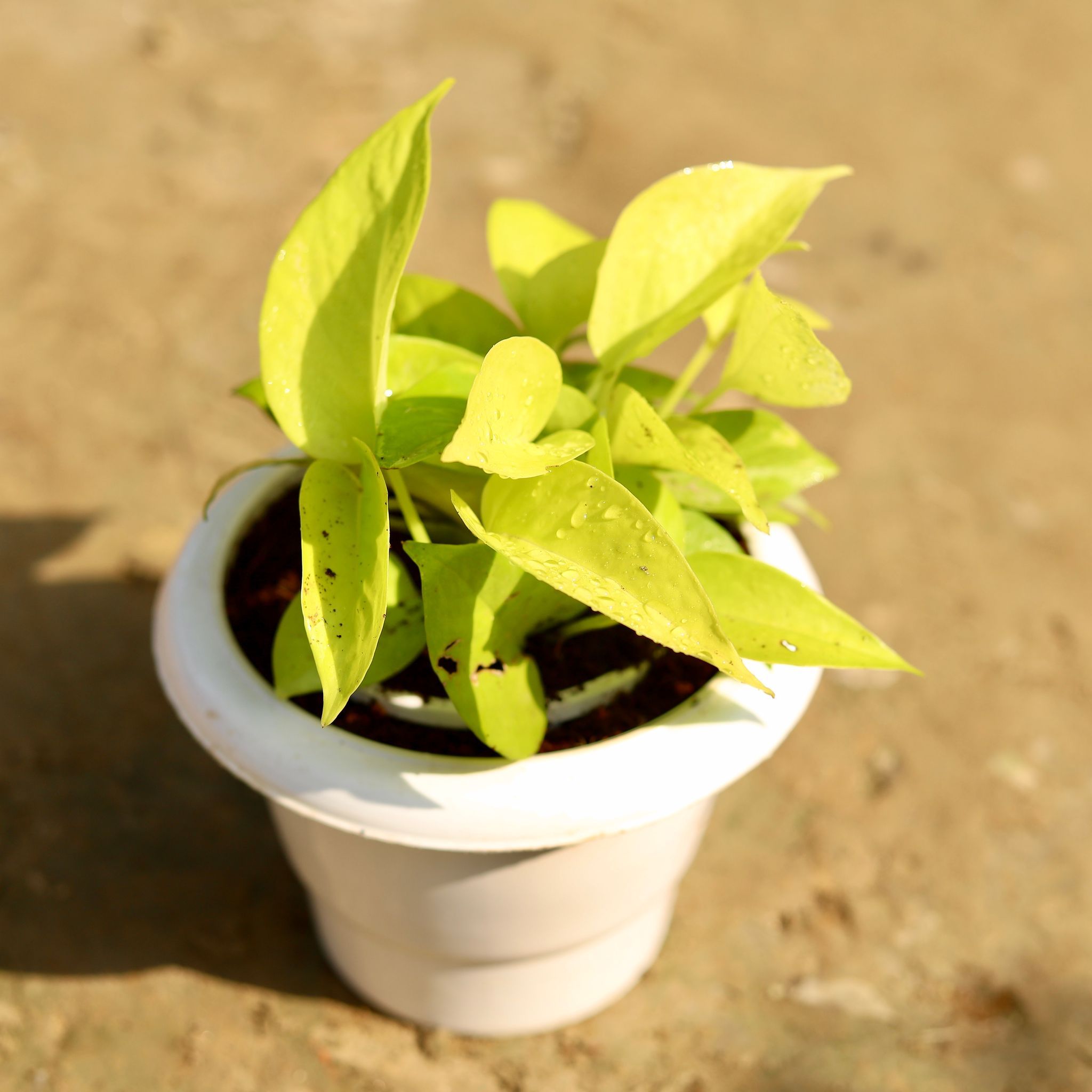 Golden Money Plant in 6 Inch Classy White Plastic Pot