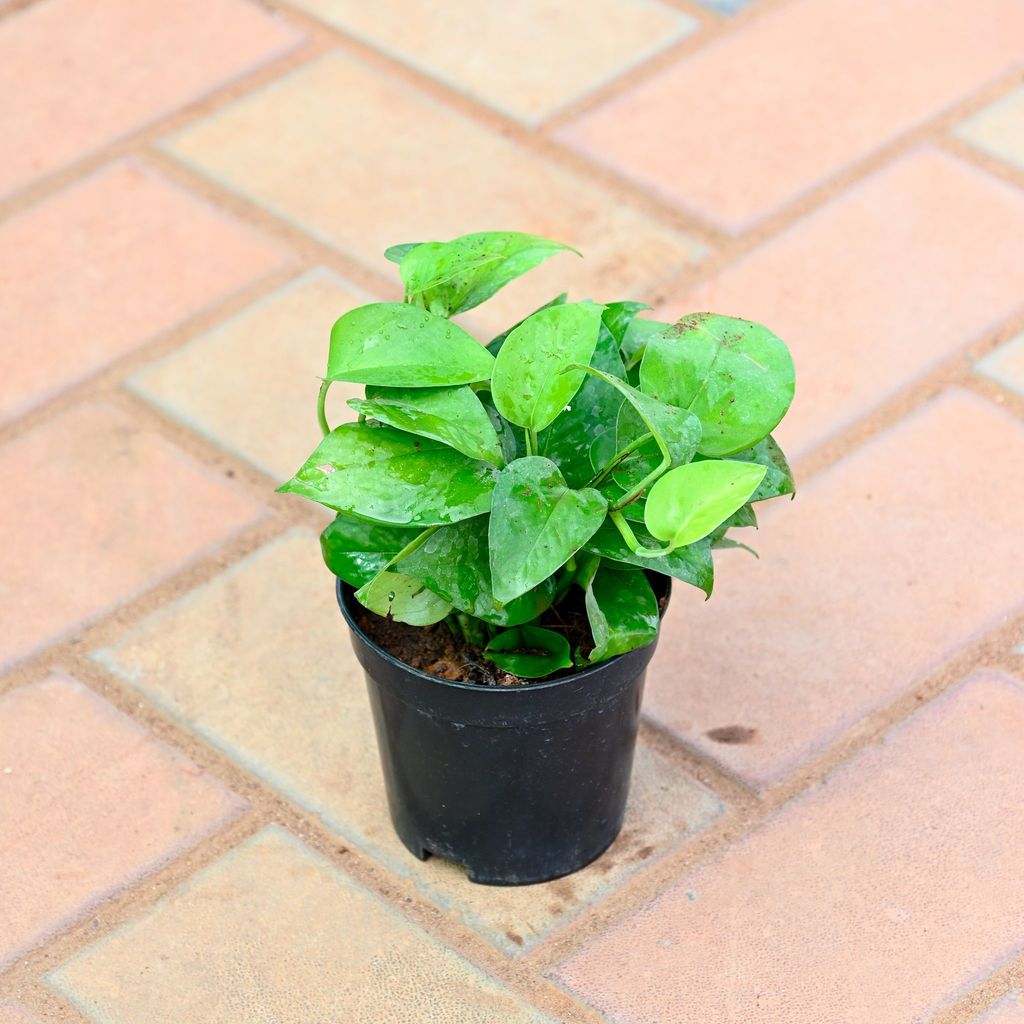 Buy Money Plant Green in 4 Inch Nursery Pot Online | Urvann.com Money Plant Green in 4 Inch Nursery Pot