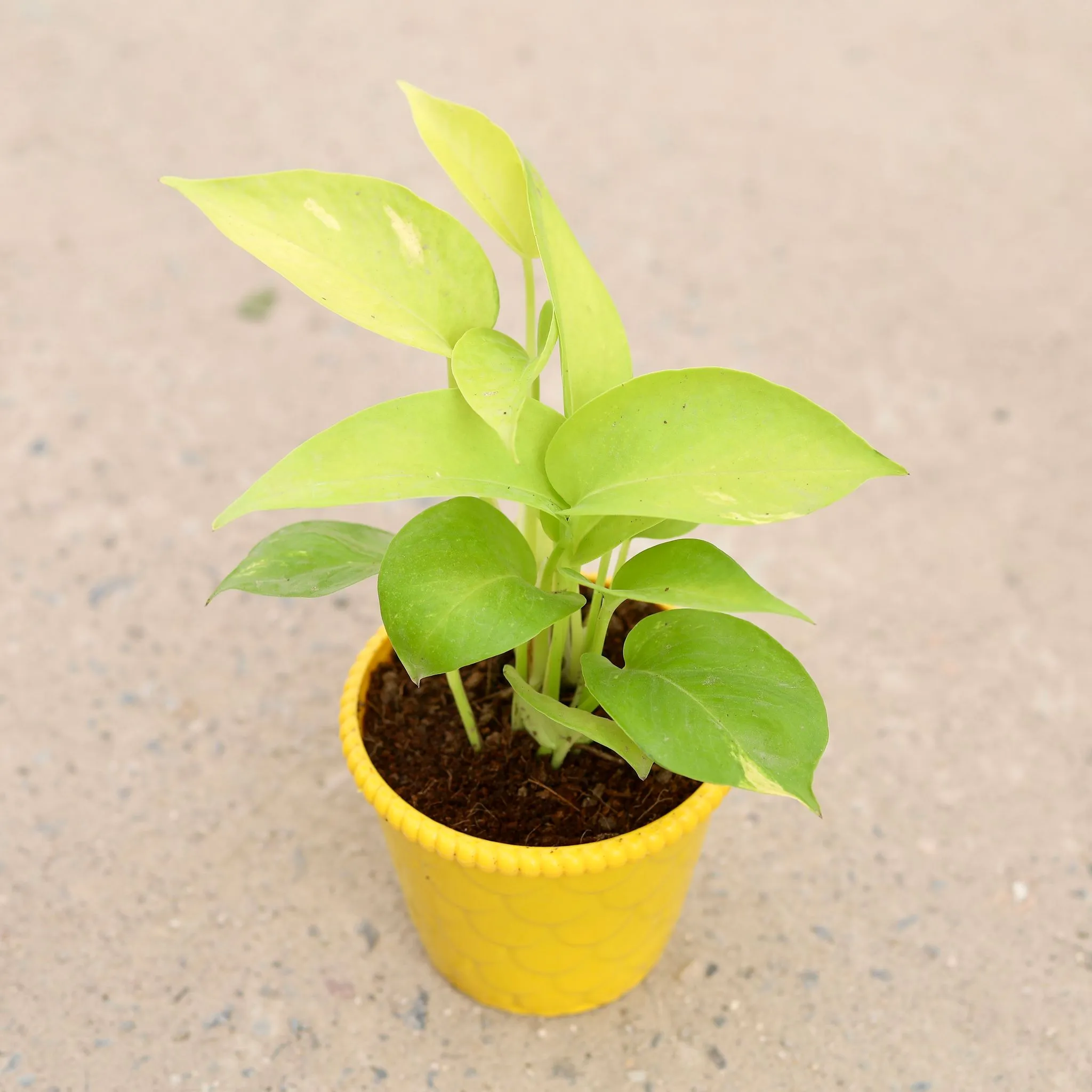 Money Plant Golden in 4 inch Nursery Pot