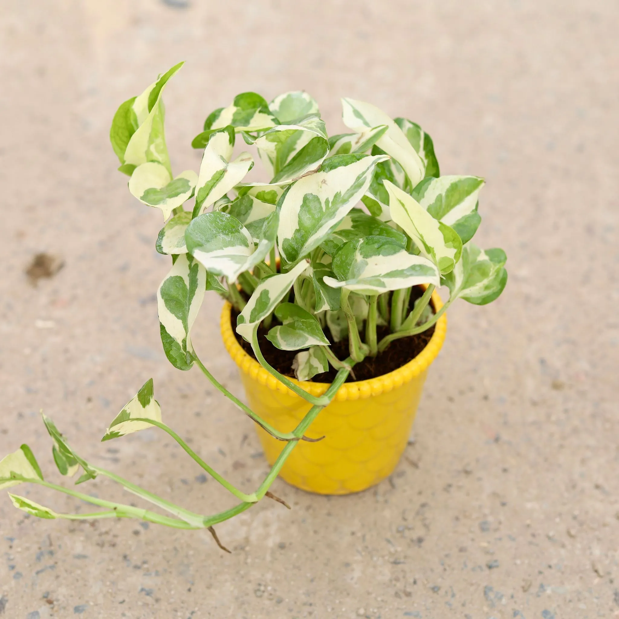 Money Plant N'joy in 4 inch Nursery Pot
