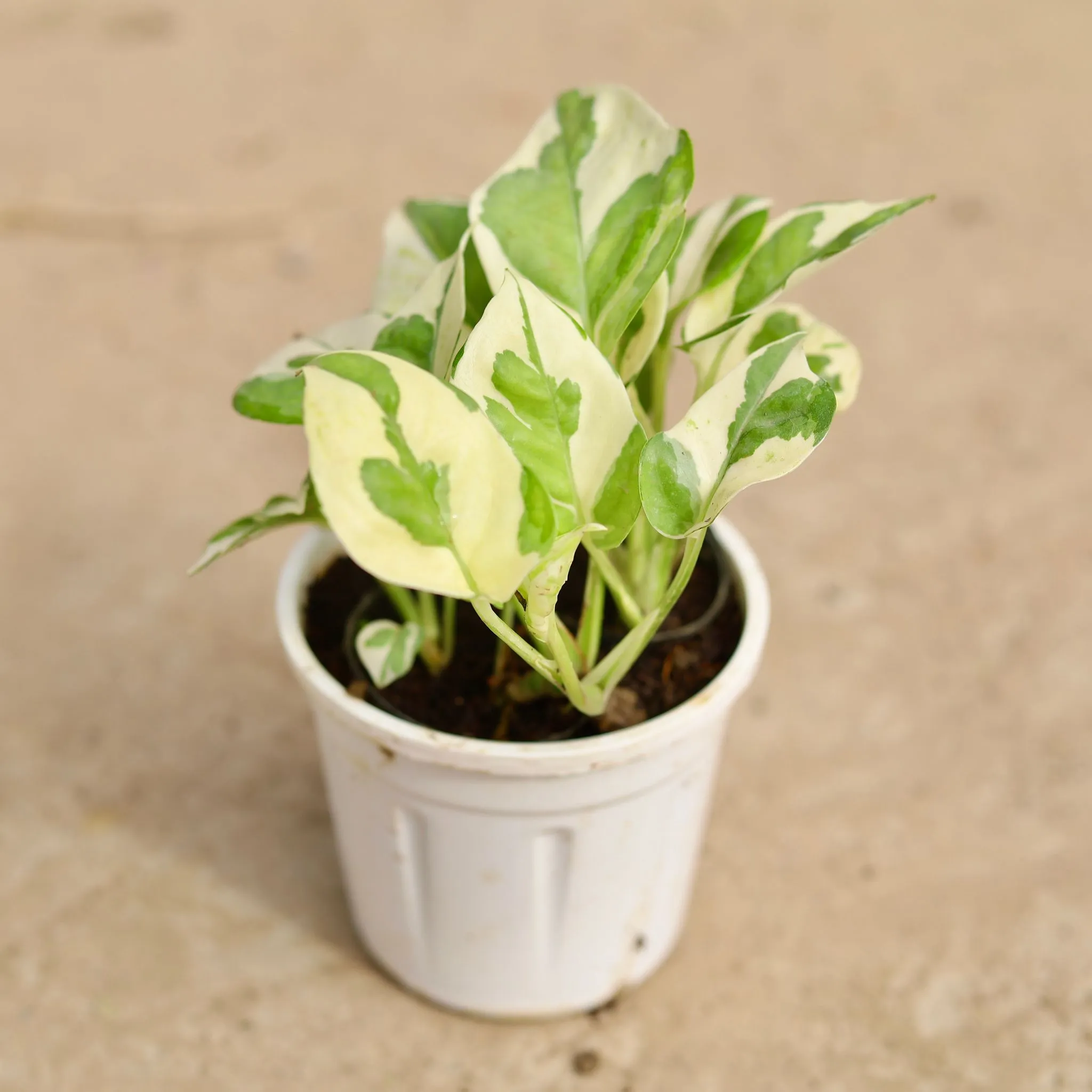 Money Plant N'joy in 4 Inch Nursery Pot