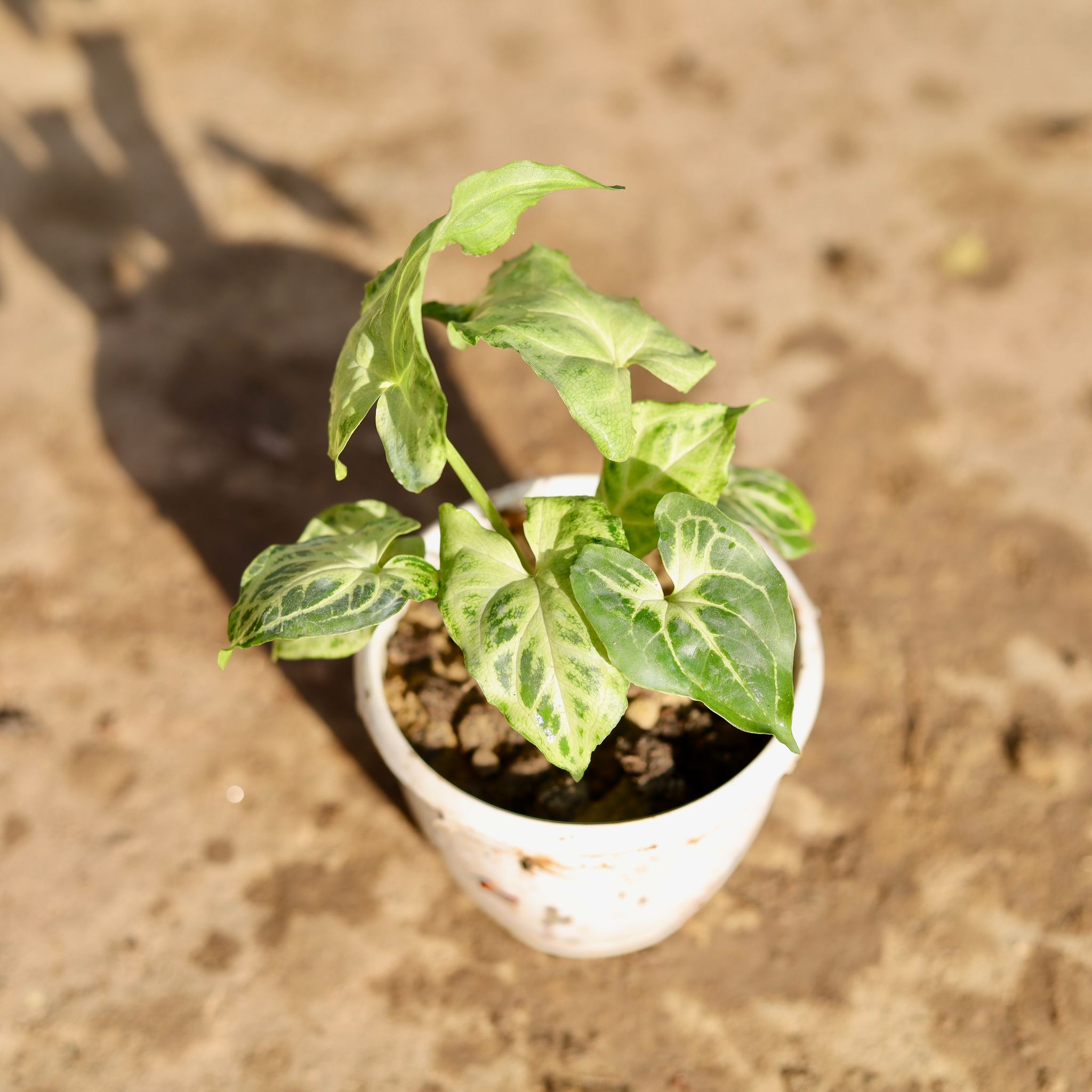 Snygonium Green in 3 Inch Nursery Pot