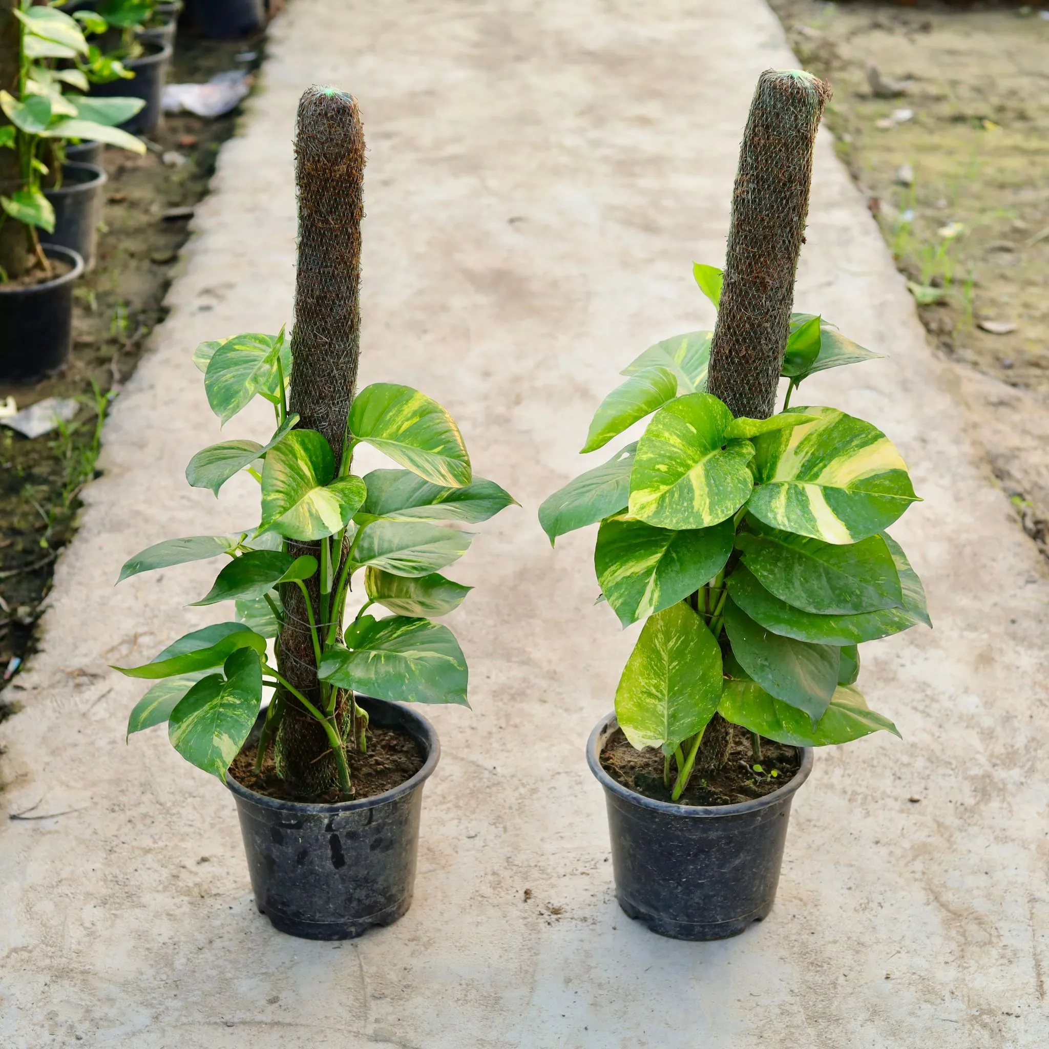 Set of 2 - Money Plant Desi with 3 Ft Moss Stick in 10 Inch Black Nursery Pot