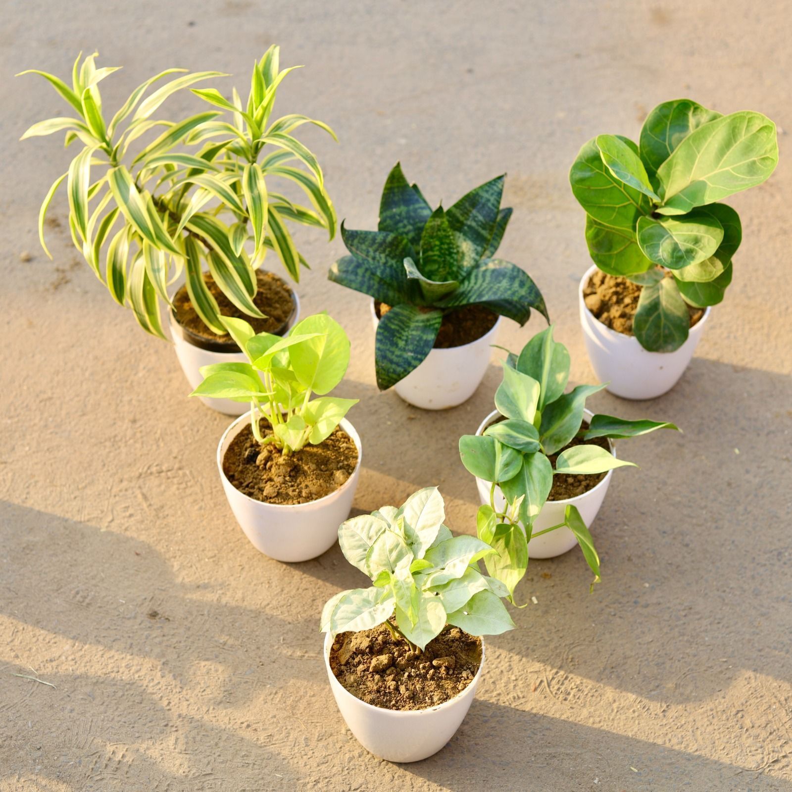 Indoor Table Top Steal - Set of 6 - Song of India, Snake Green, Fiddle Leaf Fig / Ficus Lyrata, Money Plant Golden, Philodendron Green & Syngonium White in 6 Inch Premium Sphere Plastic Pot (colour may vary)