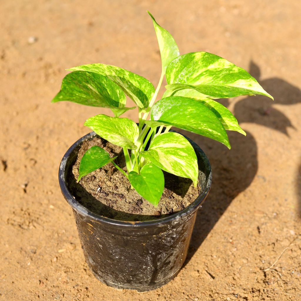 Buy Money Plant Green in 6 Inch Nursery Pot Online | Urvann.com Money Plant Green in 6 Inch Nursery Pot