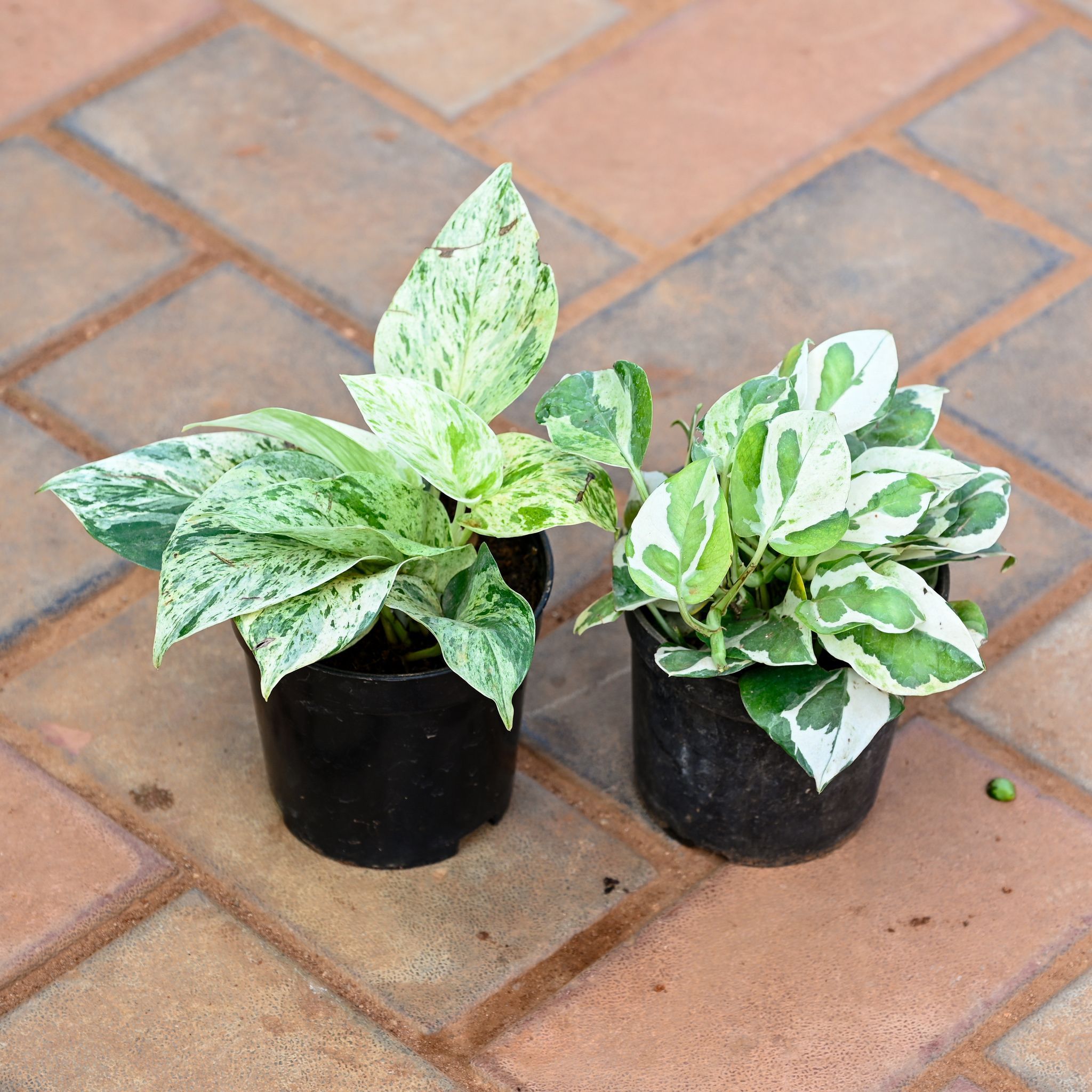 Set of 2 - Money Plant (Marble & N'joy) in 4 Inch Nursery Pot