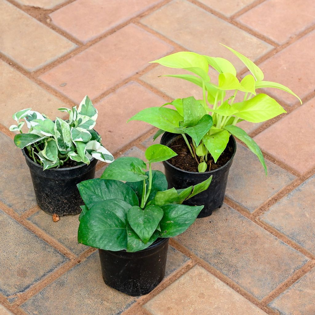 Buy Set of 3 - Money plant (Golden, Marble & Green) in 4 Inch Nursery Pot Online | Urvann.com Set of 3 - Money plant (Golden, Marble & Green) in 4 Inch Nursery Pot