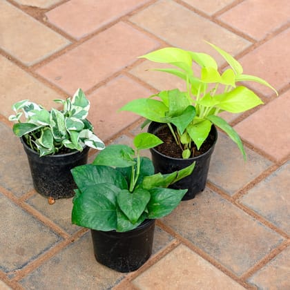 Buy Set of 3 - Money plant (Golden, Marble & Green) in 4 Inch Nursery Pot Online | Urvann.com