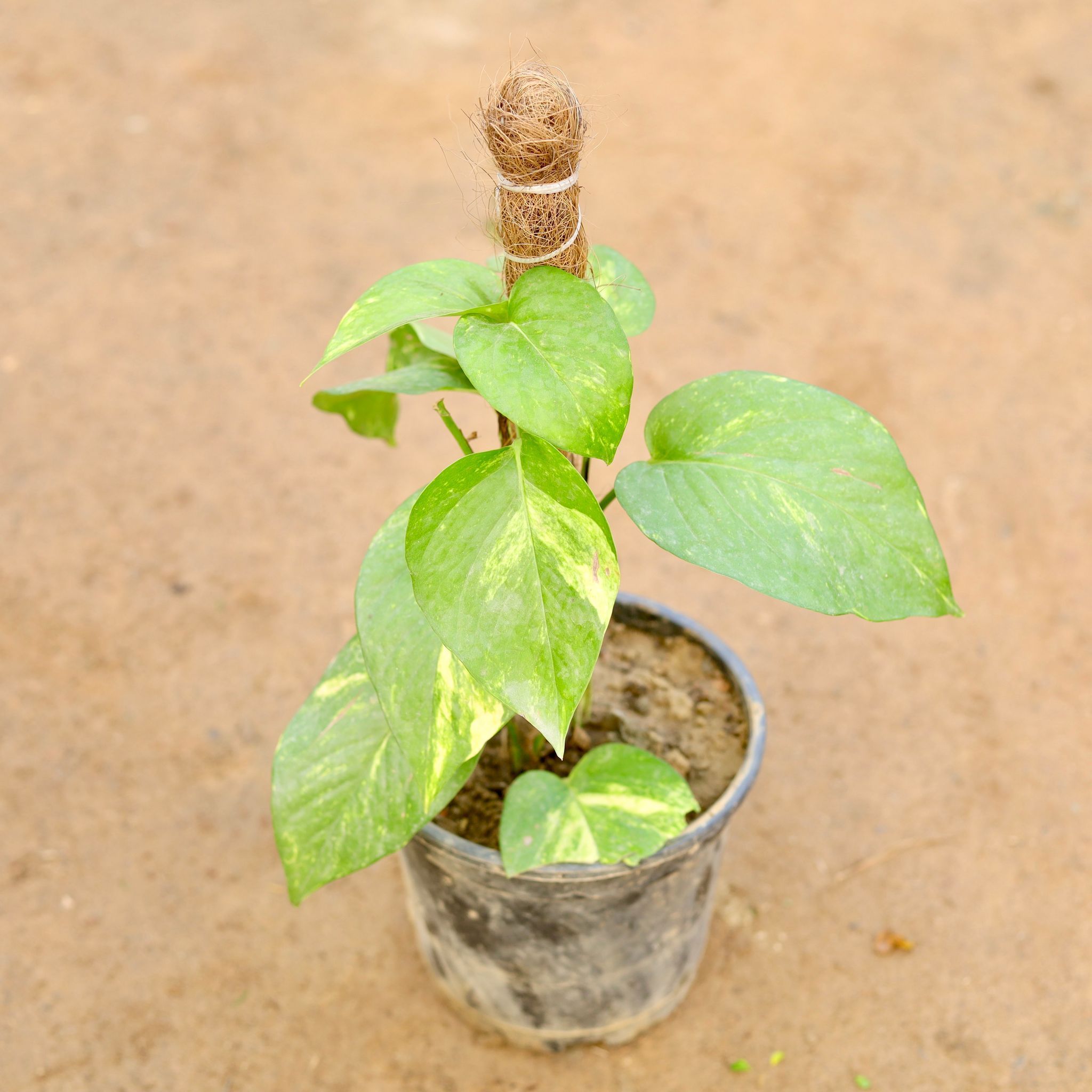Money Plant with 1 ft Moss Stick in 6 Inch Nursery Pot