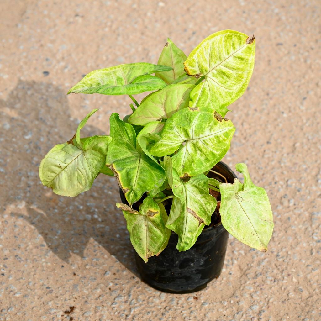 Buy Syngonium White Big Leaf in 4 Inch Nursery Pot Online | Urvann.com Syngonium White Big Leaf in 4 Inch Nursery Pot