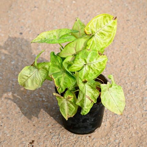 Syngonium White Big Leaf in 4 Inch Nursery Pot