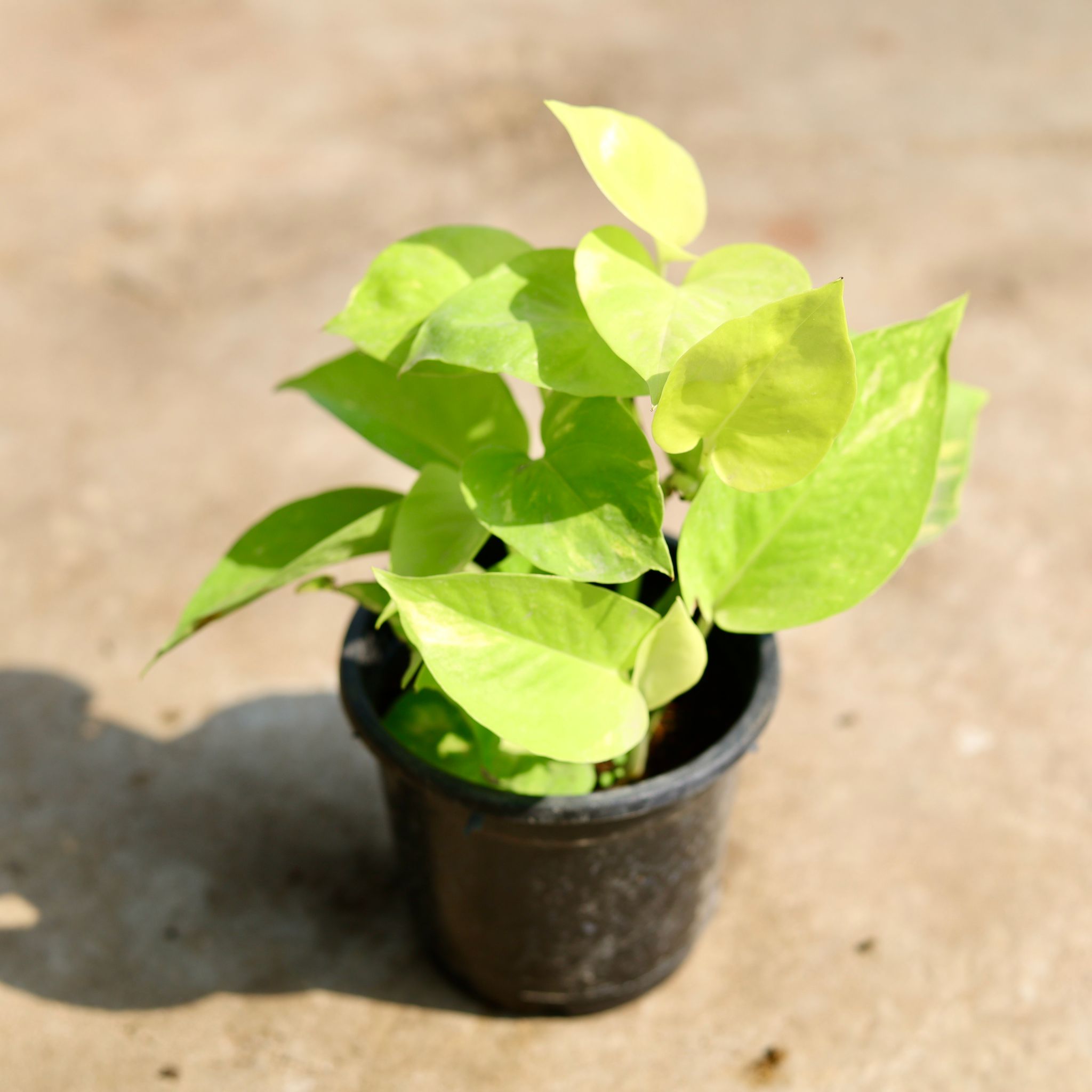 Money Plant Golden in 4 inch Nursery Pot