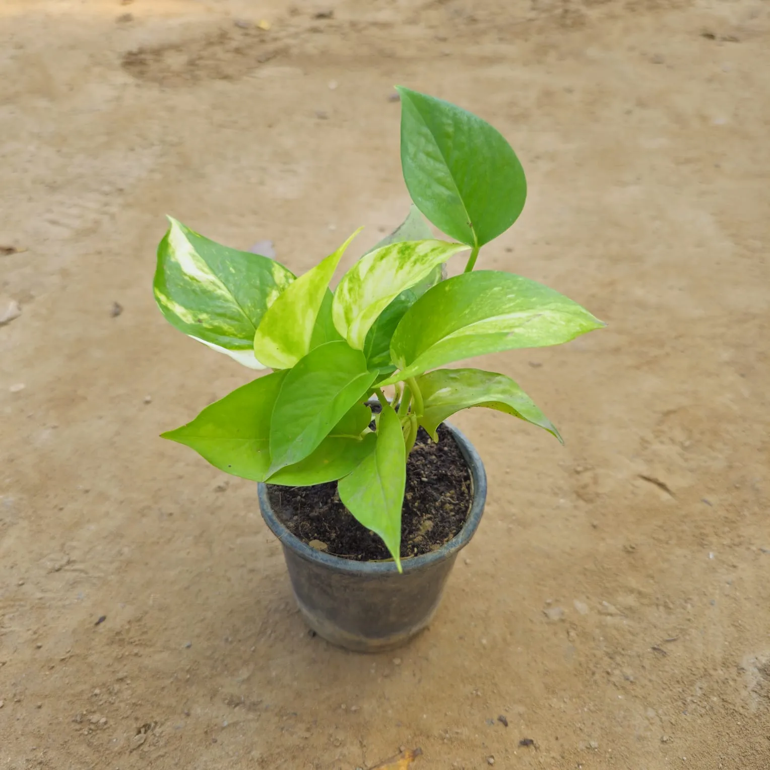 Money Plant Green in 4 Inch Nursery Pot