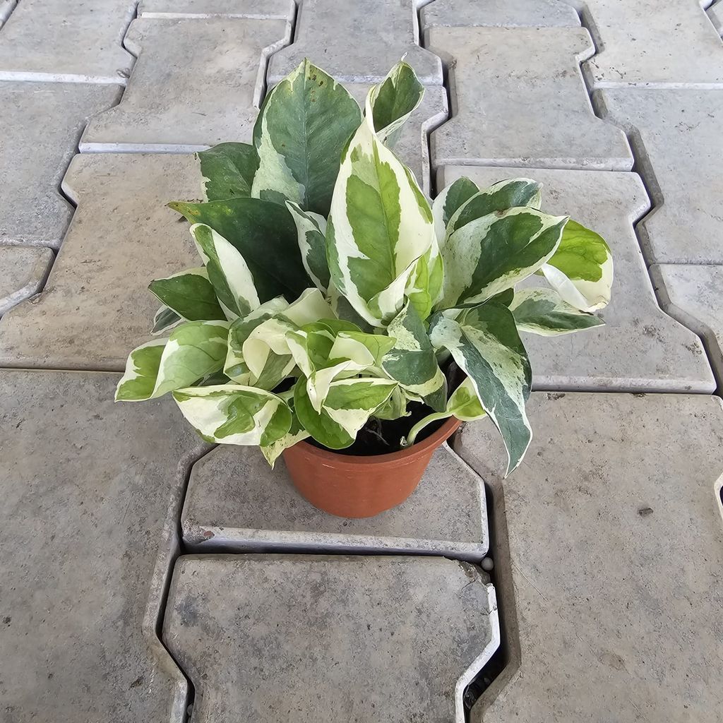 Buy Money Plant N'joy in 4 Inch Nursery Pot Online | Urvann.com Money Plant N'joy in 4 Inch Nursery Pot