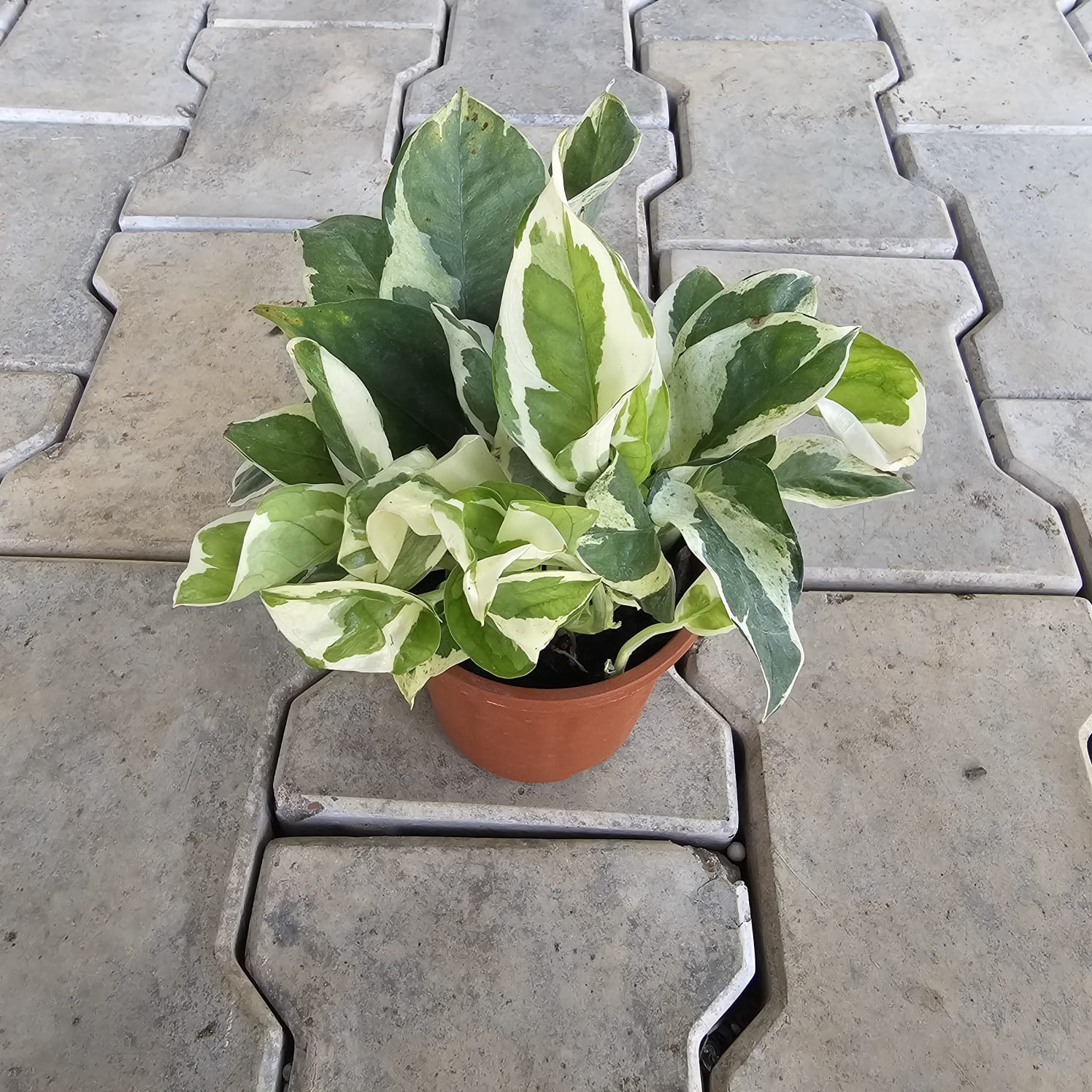 Money Plant N'joy in 4 Inch Nursery Pot