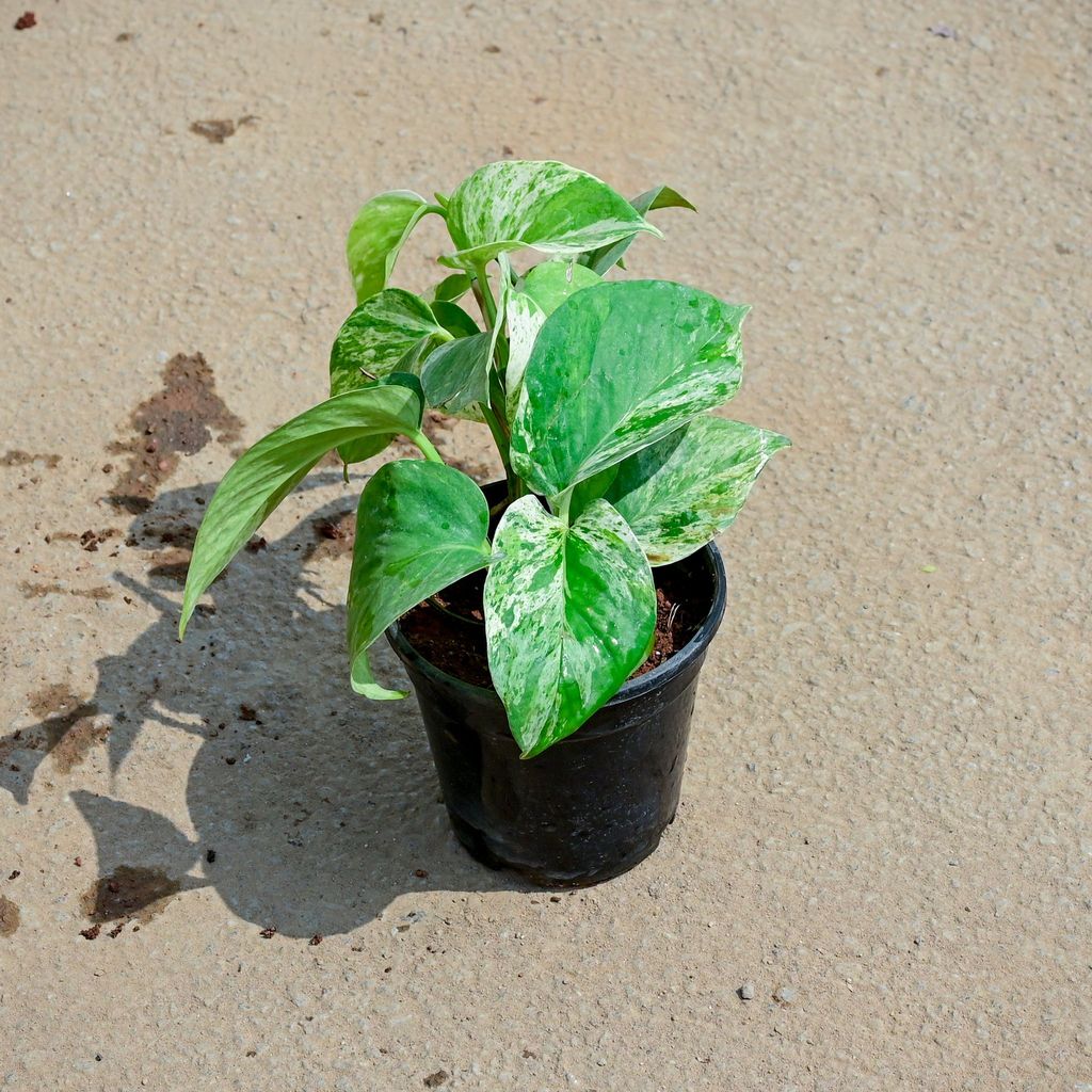 Money Plant White Green in 5 Inch Nursery Pot