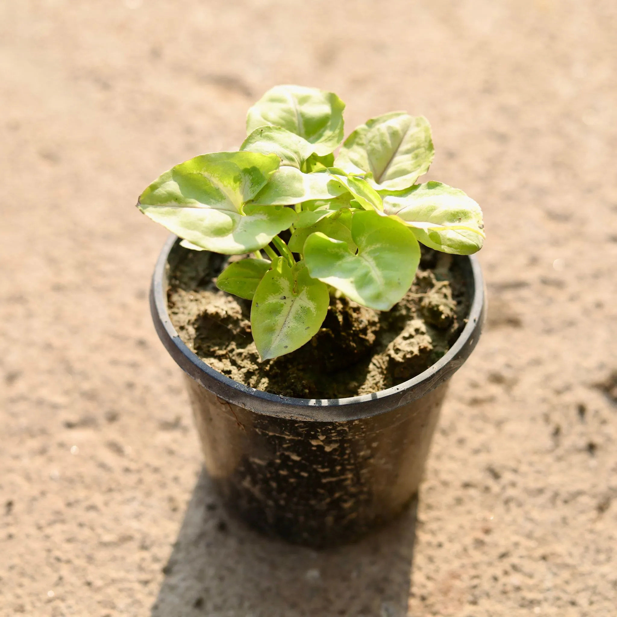 Syngonium Golden in 4 Inch Nursery Pot