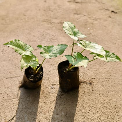 Buy Set of 2 - Syngonium Variegated in 4 Inch Nursery Bag Online | Urvann.com