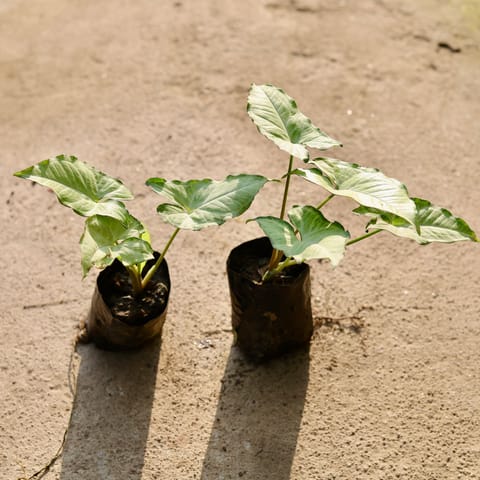 Set of 2 - Syngonium Variegated in 4 Inch Nursery Bag