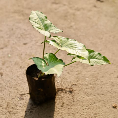 Syngonium Variegated in 4 Inch Nursery Bag