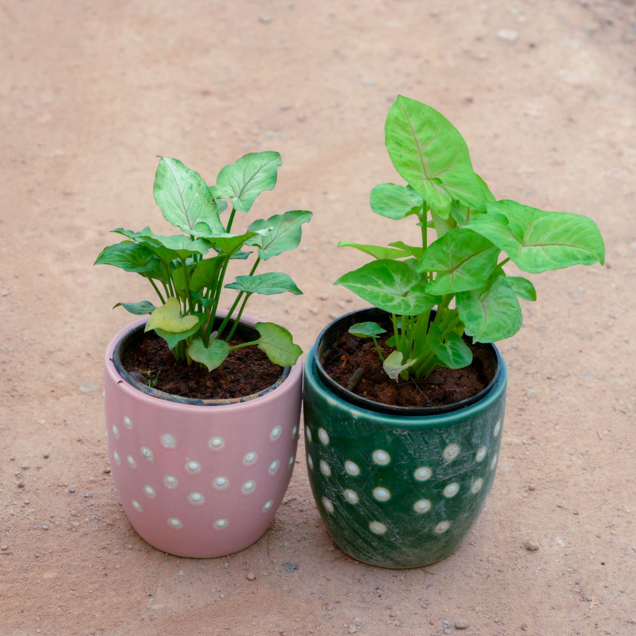 Set Of 2 - Syngonium Green & White in 4 Inch Cup Designer Ceramic Pot (Any Design) (Any Colour)